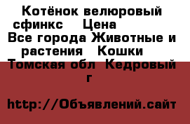 Котёнок велюровый сфинкс. › Цена ­ 15 000 - Все города Животные и растения » Кошки   . Томская обл.,Кедровый г.